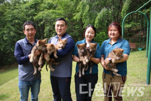 대전오월드 사육사들이 새끼 한국늑대 6마리를 공개하고 있다. [사진/오월드 제공]