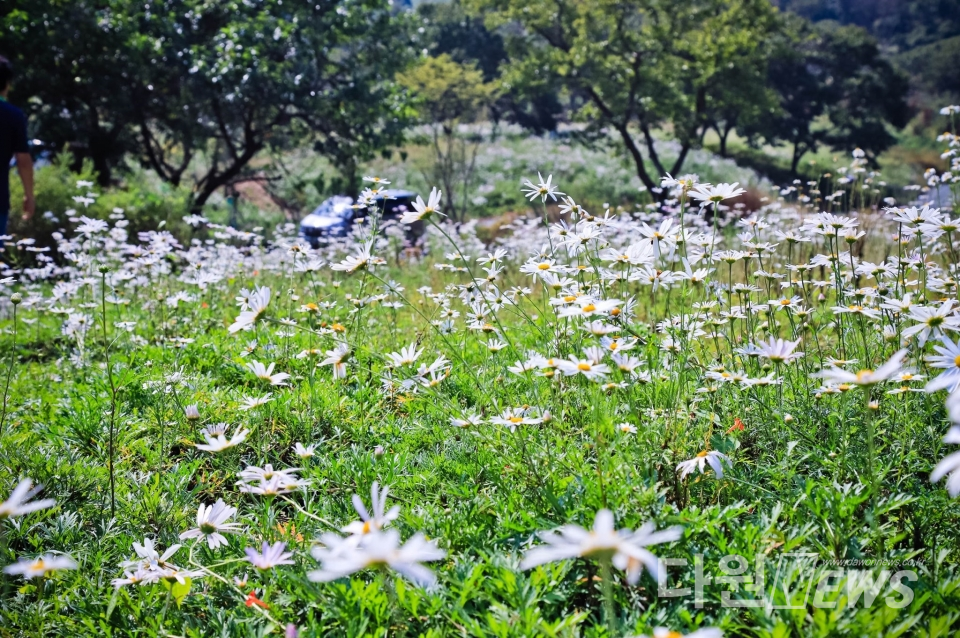 대전 서구에서 조성한 노루벌적십자생태원 내에 만개한 구절초 꽃 [사진/서구청 제공]