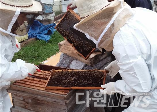 꿀벌 질병검사를 위한 소비(벌집) 관찰 장 [사진/대전시 제공]