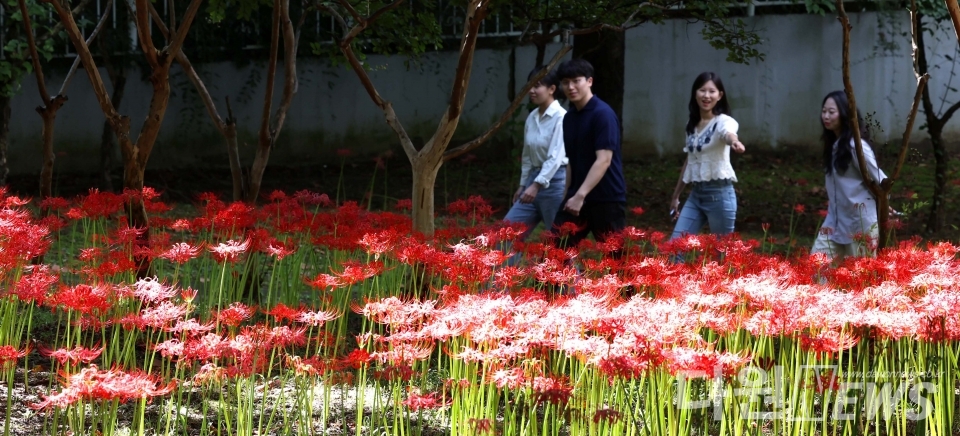 시민들이 선홍빛 꽃무릇 100만여 본이 만개한 가오근린공원에서 가을의 정취를 만끽하고 있다. [사진/동구청 제공]