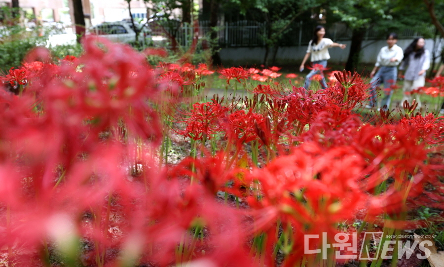 시민들이 선홍빛 꽃무릇 100만여 본이 만개한 가오근린공원에서 가을의 정취를 만끽하고 있다. [사진/동구청 제공]