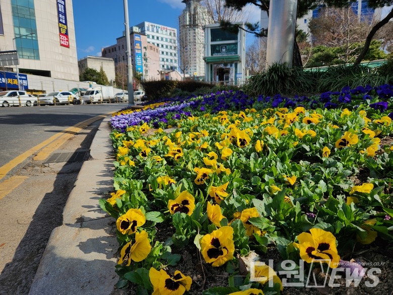 대전 중구 봄꽃 식재로 아름다운 꽃도시 조성 [사진/중구청 제공]